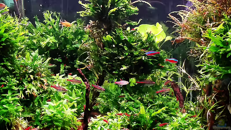 Aquarium mein kleines Amazonas Scape von odin 68 (6)