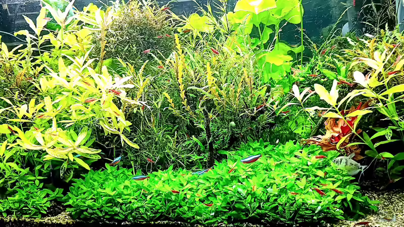 Aquarium mein kleines Amazonas Scape von odin 68 (60)