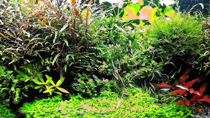 Aquarium mein kleines Amazonas Scape von odin 68 (61)