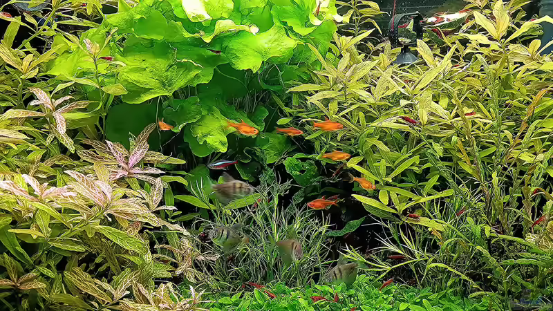 Aquarium mein kleines Amazonas Scape von odin 68 (66)