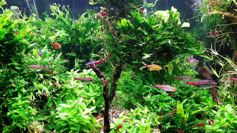 Aquarium mein kleines Amazonas Scape von odin 68 (7)