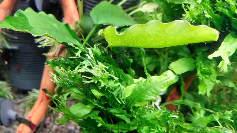 Aquarium mein kleines Amazonas Scape von odin 68 (7)