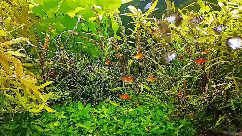 Aquarium mein kleines Amazonas Scape von odin 68 (70)