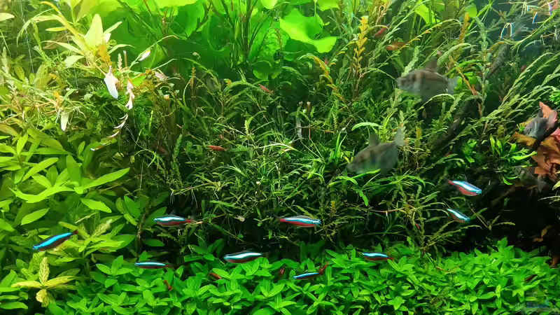 Aquarium mein kleines Amazonas Scape von odin 68 (70)
