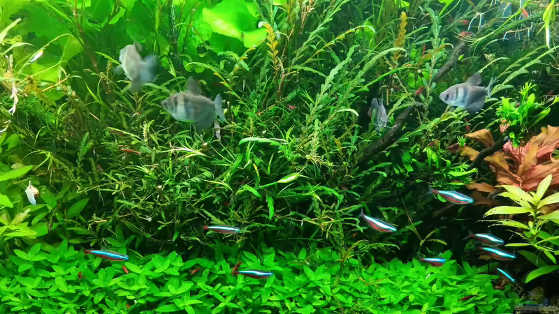 Aquarium mein kleines Amazonas Scape von odin 68 (71)