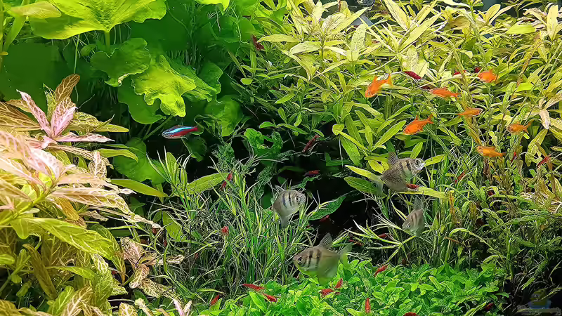 Aquarium mein kleines Amazonas Scape von odin 68 (72)