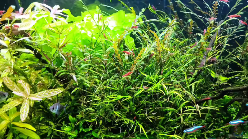 Aquarium mein kleines Amazonas Scape von odin 68 (73)