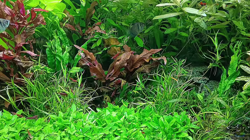 Aquarium mein kleines Amazonas Scape von odin 68 (73)