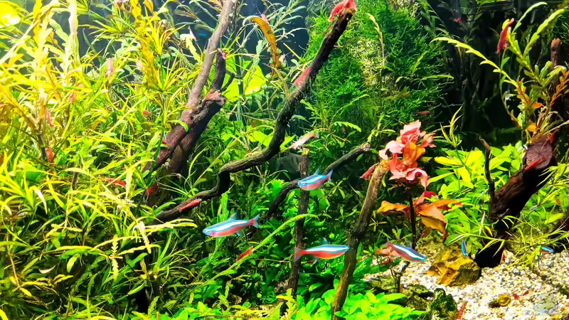 Aquarium mein kleines Amazonas Scape von odin 68 (74)