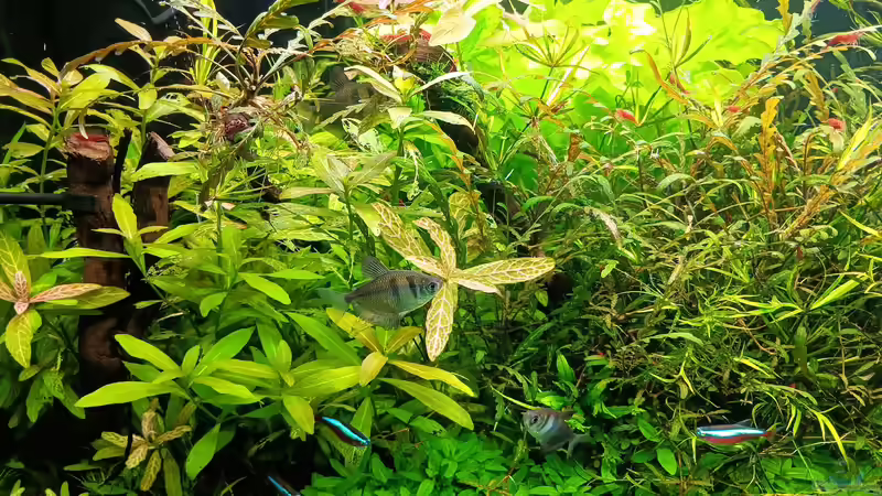 Aquarium mein kleines Amazonas Scape von odin 68 (75)