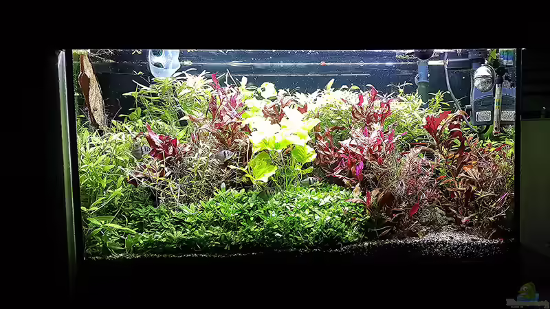 Aquarium mein kleines Amazonas Scape von odin 68 (76)