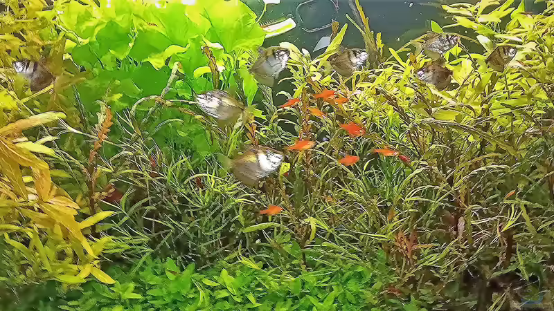 Aquarium mein kleines Amazonas Scape von odin 68 (76)