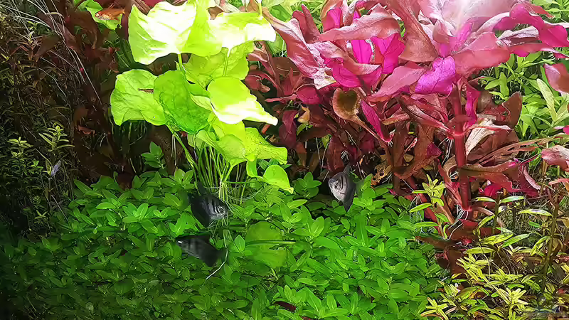 Aquarium mein kleines Amazonas Scape von odin 68 (78)