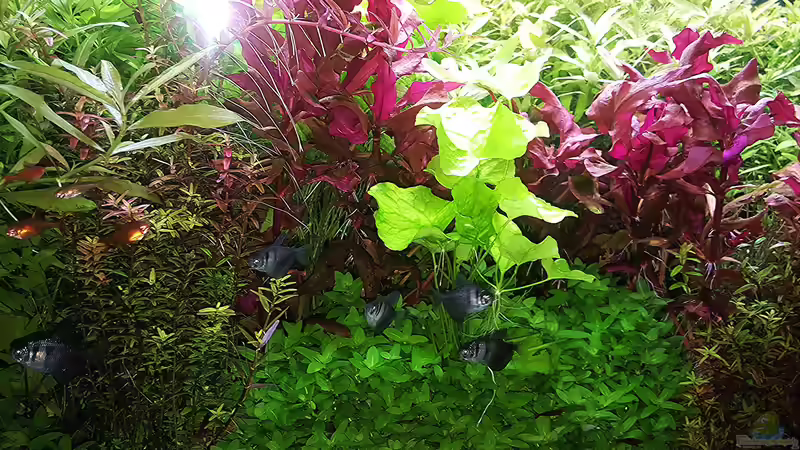 Aquarium mein kleines Amazonas Scape von odin 68 (79)