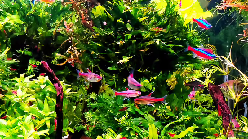 Aquarium mein kleines Amazonas Scape von odin 68 (8)