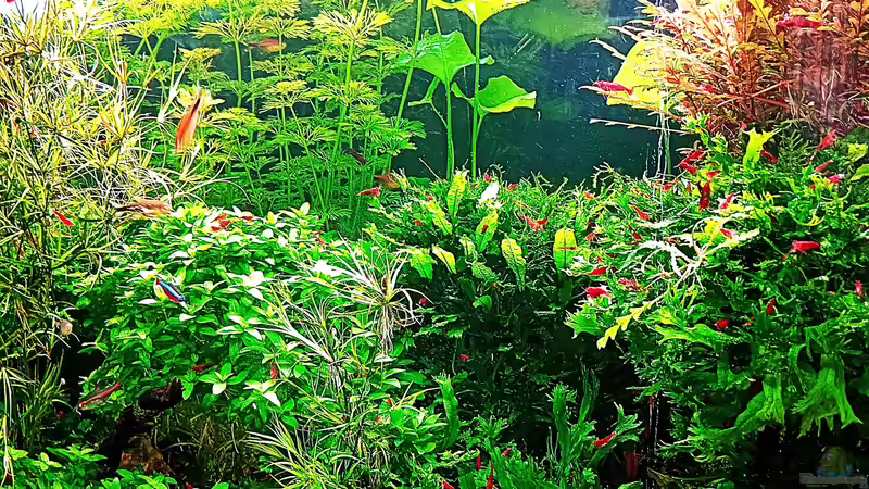 Aquarium mein kleines Amazonas Scape von odin 68 (8)