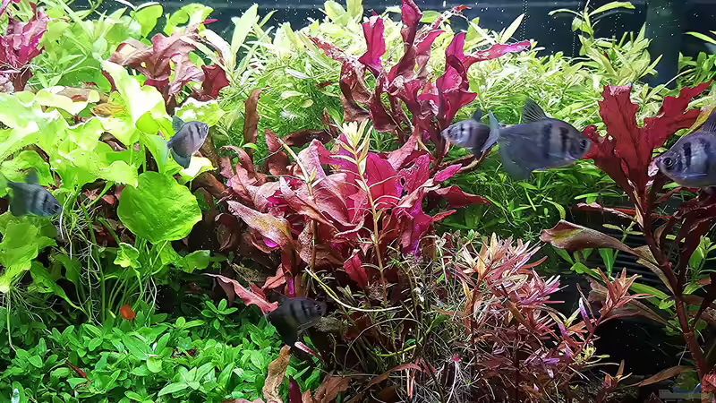 Aquarium mein kleines Amazonas Scape von odin 68 (82)