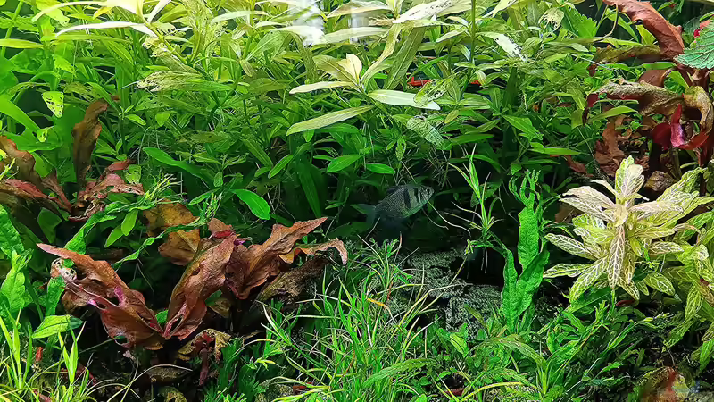 Aquarium mein kleines Amazonas Scape von odin 68 (82)