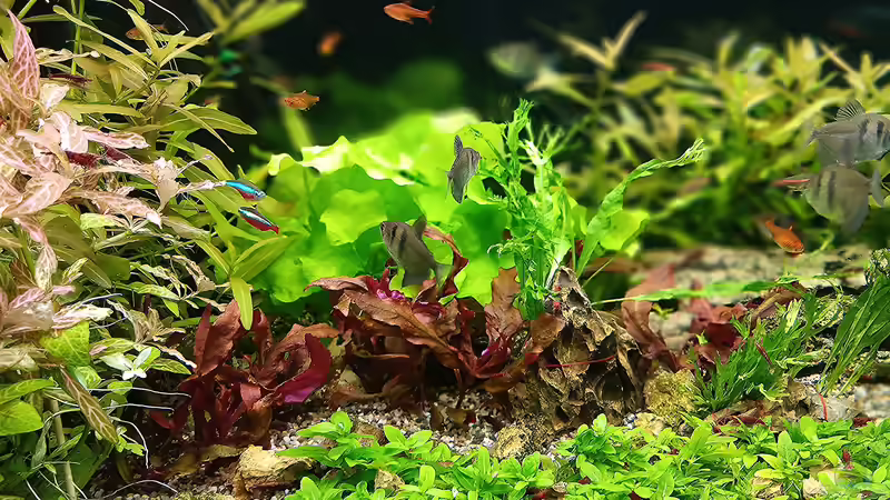 Aquarium mein kleines Amazonas Scape von odin 68 (85)