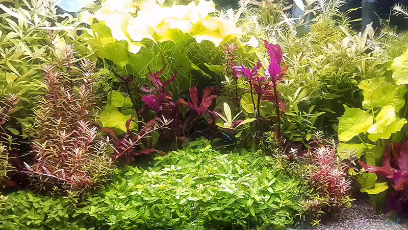 Aquarium mein kleines Amazonas Scape von odin 68 (85)