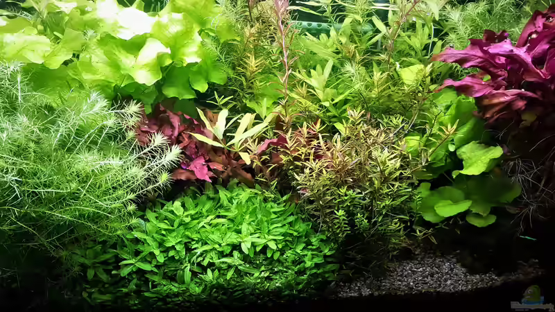 Aquarium mein kleines Amazonas Scape von odin 68 (86)