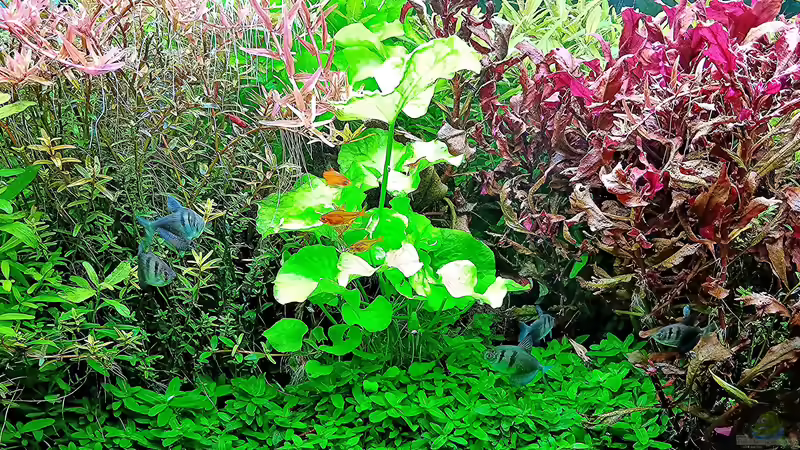 Aquarium mein kleines Amazonas Scape von odin 68 (87)