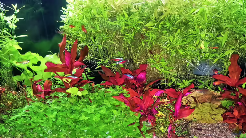 Aquarium mein kleines Amazonas Scape von odin 68 (87)