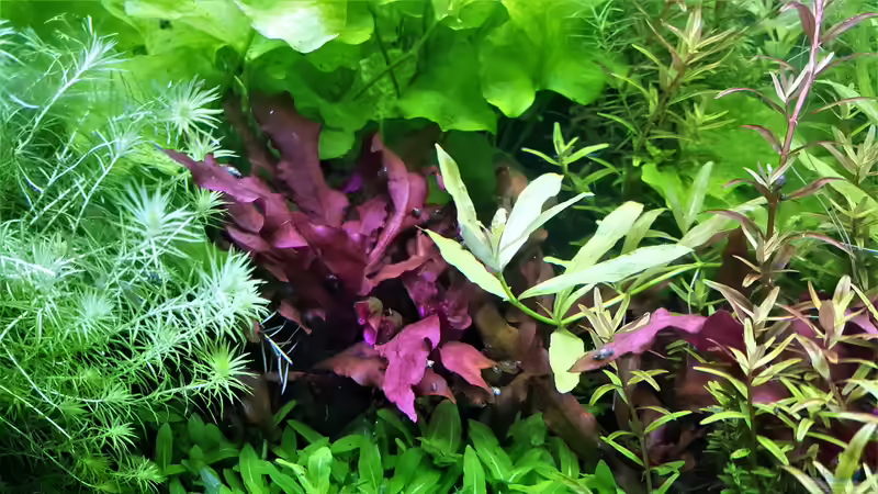 Aquarium mein kleines Amazonas Scape von odin 68 (88)