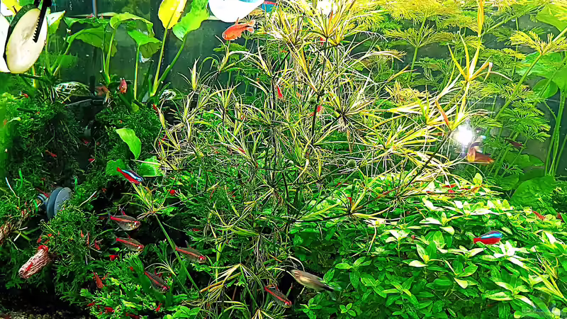 Aquarium mein kleines Amazonas Scape von odin 68 (9)