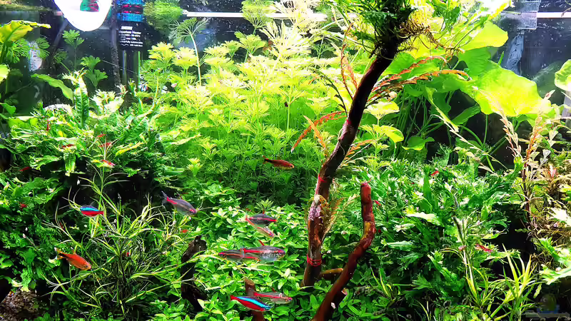 Aquarium mein kleines Amazonas Scape von odin 68 (9)