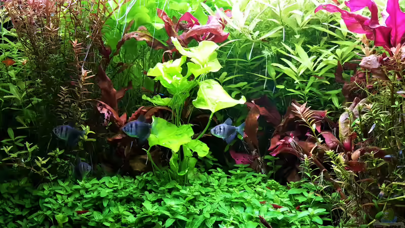 Aquarium mein kleines Amazonas Scape von odin 68 (90)