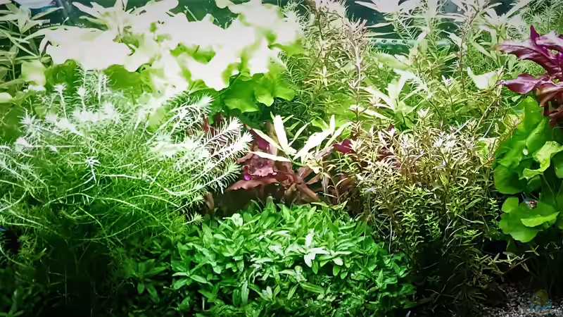 Aquarium mein kleines Amazonas Scape von odin 68 (92)