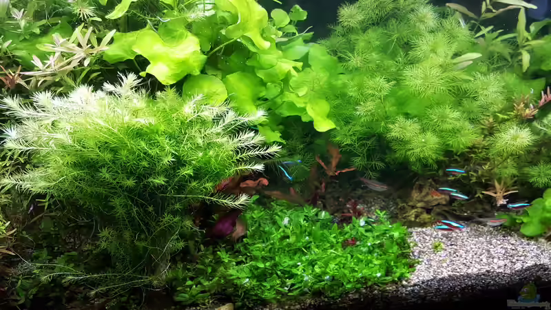 Aquarium mein kleines Amazonas Scape von odin 68 (95)