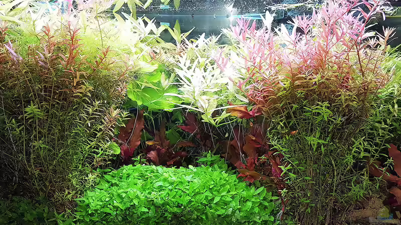 Aquarium mein kleines Amazonas Scape von odin 68 (95)