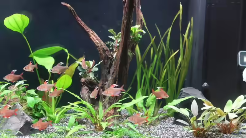 Aquarium Mein kleines &quot;Juwel&quot; nur mehr als Beispiel von ernst11 (10)