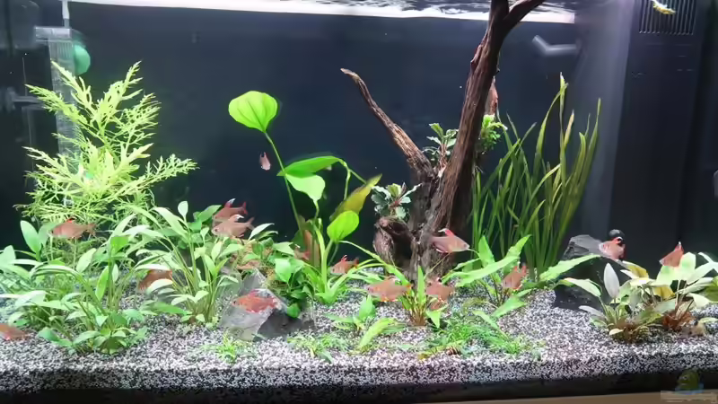 Aquarium Mein kleines &quot;Juwel&quot; nur mehr als Beispiel von ernst11 (6)