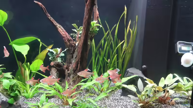 Aquarium Mein kleines &quot;Juwel&quot; nur mehr als Beispiel von ernst11 (8)