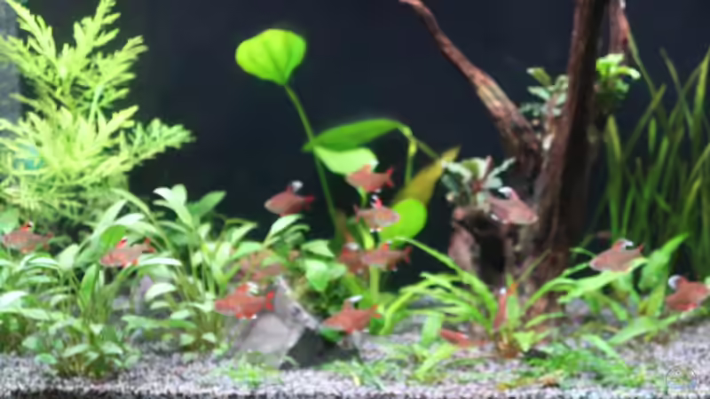 Aquarium Mein kleines "Juwel" nur mehr als Beispiel von ernst11 (9)