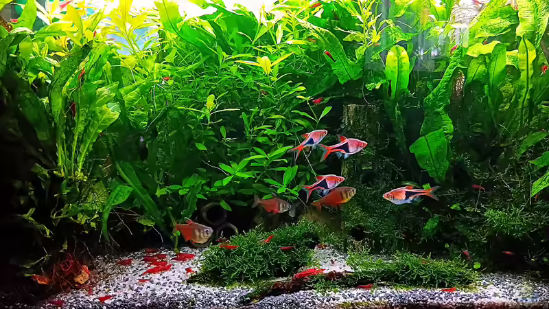 Aquarium mein kleines Asien Becken von odin 68 (10)