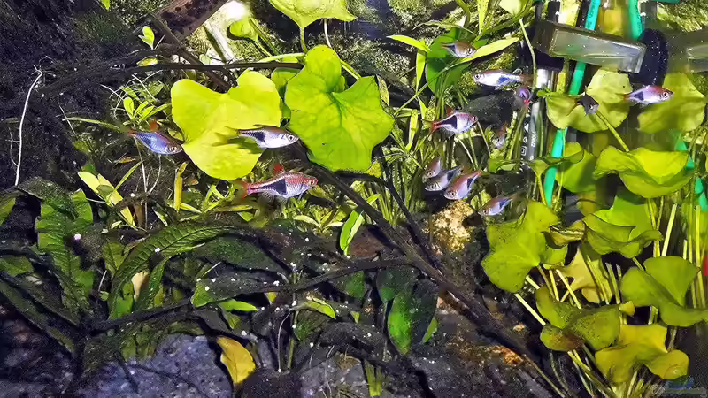 Aquarium mein kleines Asien Becken von odin 68 (100)