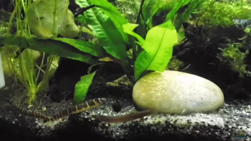 Aquarium mein kleines Asien Becken von odin 68 (103)