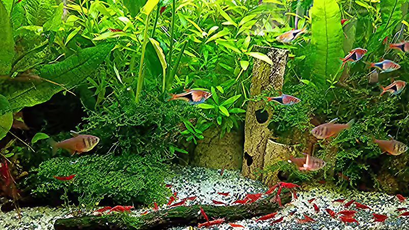 Aquarium mein kleines Asien Becken von odin 68 (11)