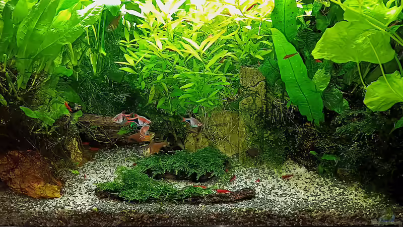 Aquarium mein kleines Asien Becken von odin 68 (14)
