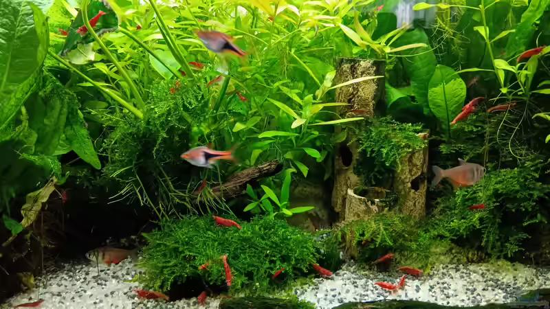 Aquarium mein kleines Asien Becken von odin 68 (14)