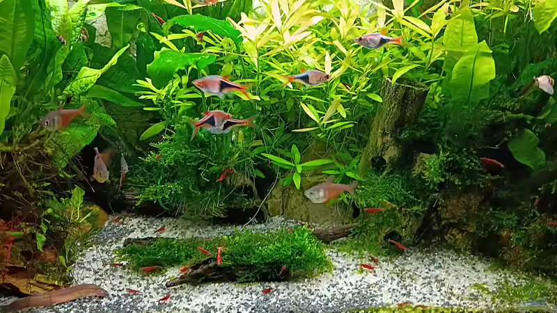 Aquarium mein kleines Asien Becken von odin 68 (15)