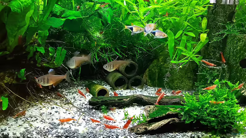Aquarium mein kleines Asien Becken von odin 68 (17)