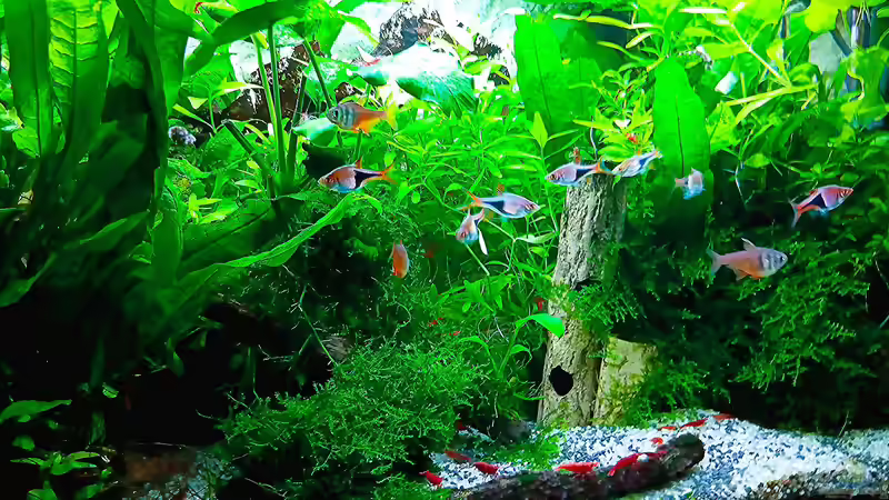 Aquarium mein kleines Asien Becken von odin 68 (18)
