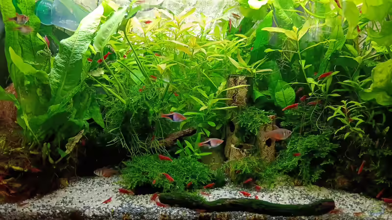 Aquarium mein kleines Asien Becken von odin 68 (21)