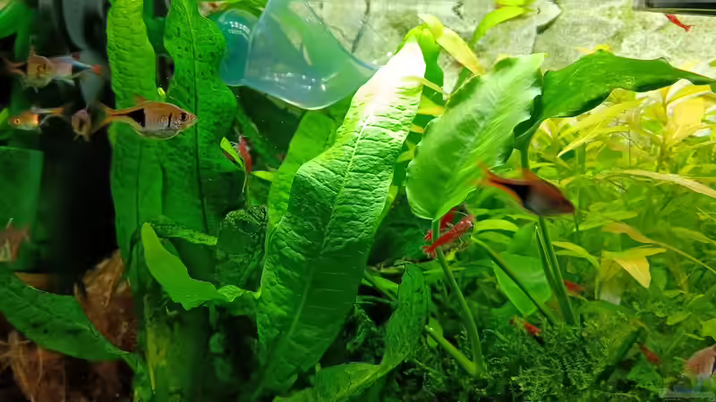 Aquarium mein kleines Asien Becken von odin 68 (23)