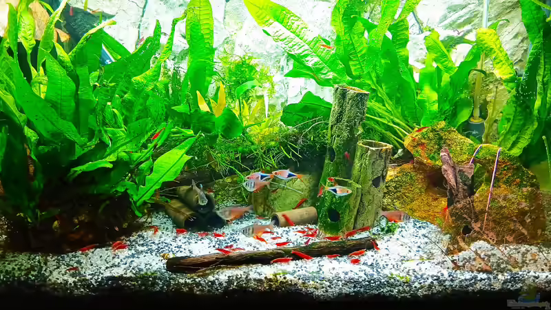 Aquarium mein kleines Asien Becken von odin 68 (23)
